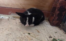Mini Lop rabbits for sale: 2 little does🩷 - Image 4