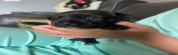 Mixed Breed dogs for sale: Gorgeous litter of jackadors  - Advert 2