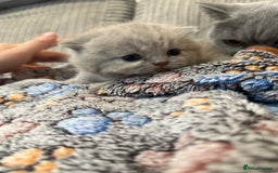 British Shorthair cats for sale: Beautiful British shorthair champion bloodlines - Image 24