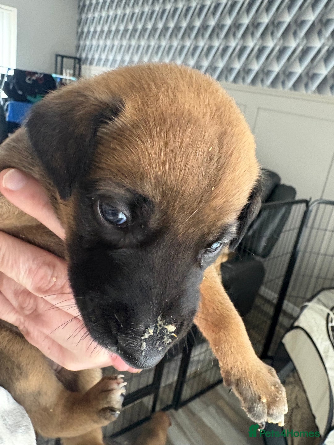 Mixed Breed dogs for sale: Belgian mali cross bullgreyhound PUPPIES  - Advert 8