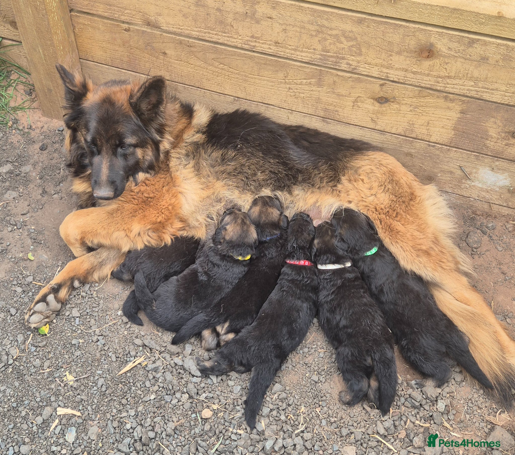 German Shepherd dogs German shepard puppies for sale - Advert 1