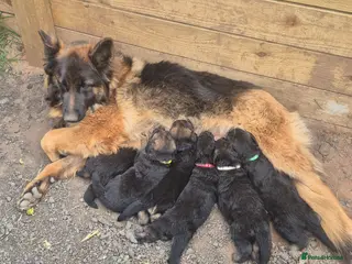 German Shepherd dogs German shepard puppies for sale - Advert 10