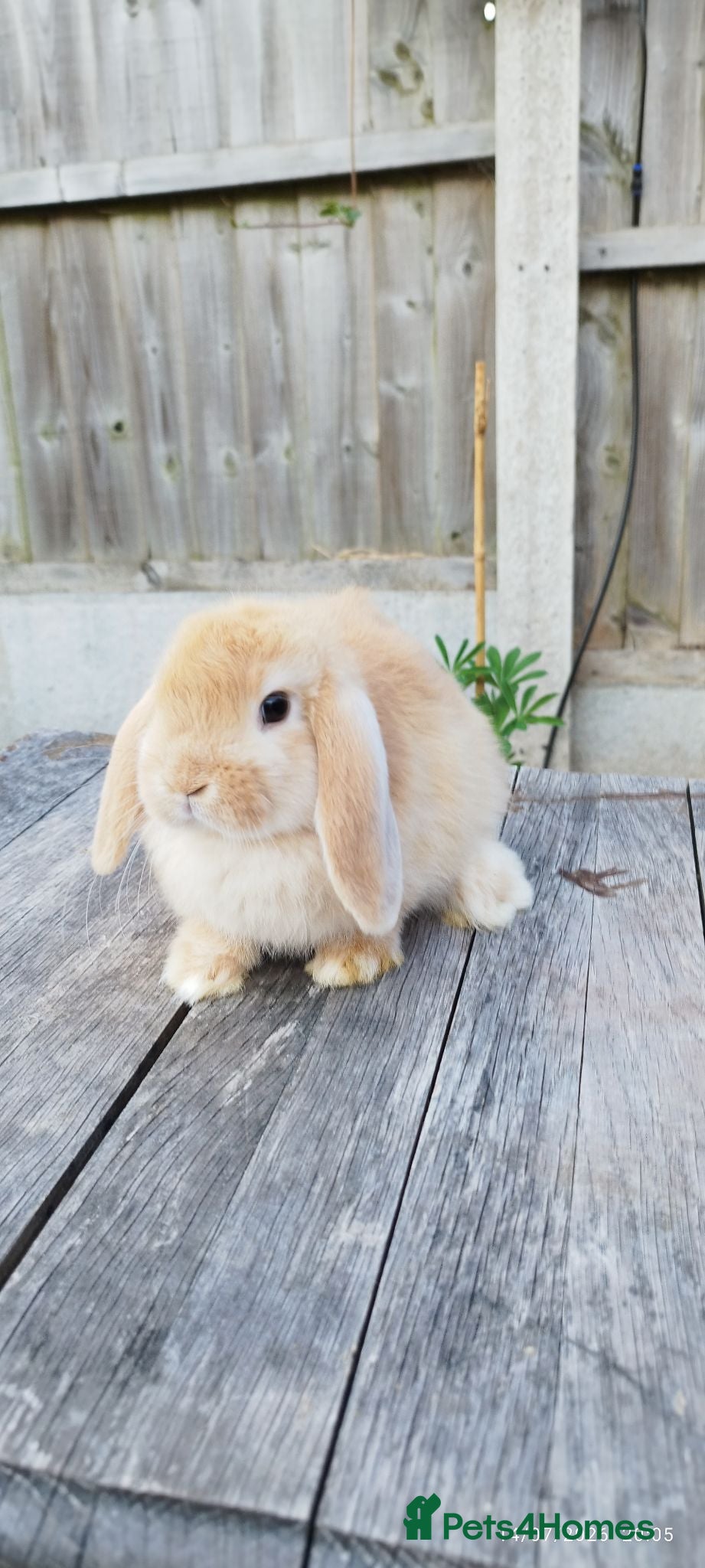 Mini Lop rabbits Minilop bunnies  - Advert 2