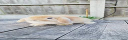 Mini Lop rabbits for sale: Minilop bunnies  - Advert 3