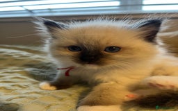 Ragdoll cats for sale: **LAST BOY** CHUNKY RAGDOLL KITTENS FOR SALE - Advert 7
