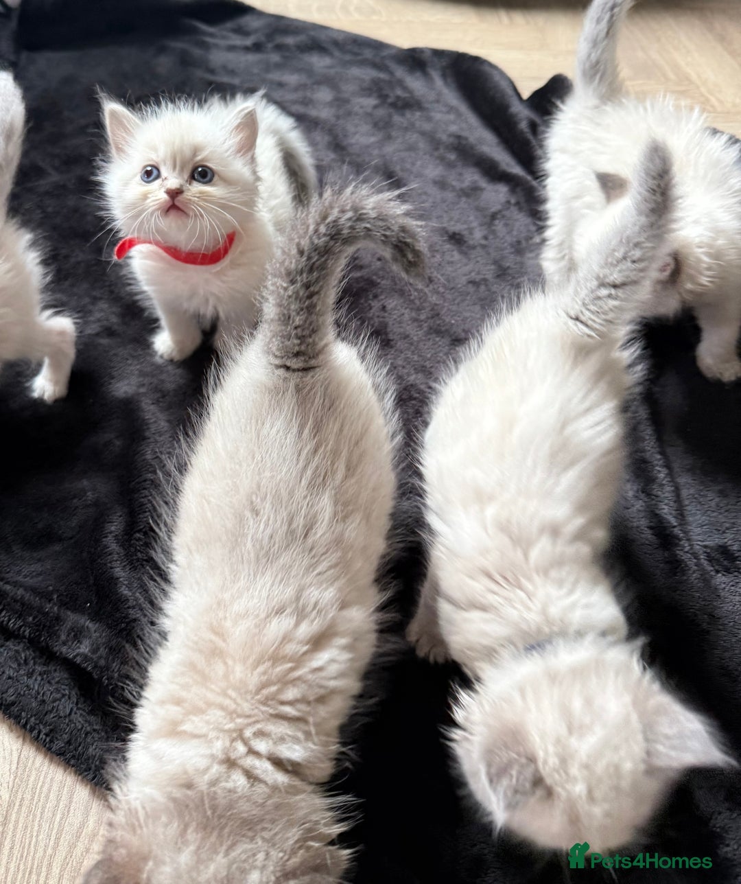 Ragdoll cats for sale: 🐾 Ragdoll kittens - ONE MALE TWO FEMALE LEFT 🐾 - Image 21