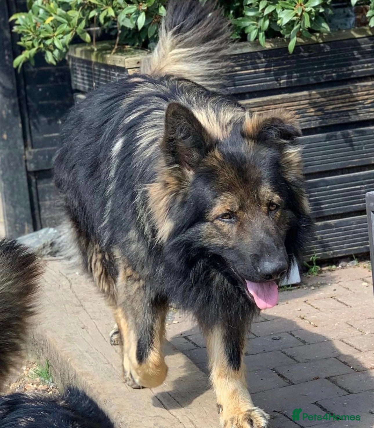 German Shepherd dogs KC Registered German Shepard Boy 🐾🐾🐾 - Advert 2