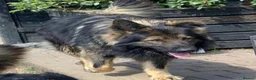 German Shepherd dogs for sale: KC Registered German Shepard Boy 🐾🐾🐾 - Advert 1