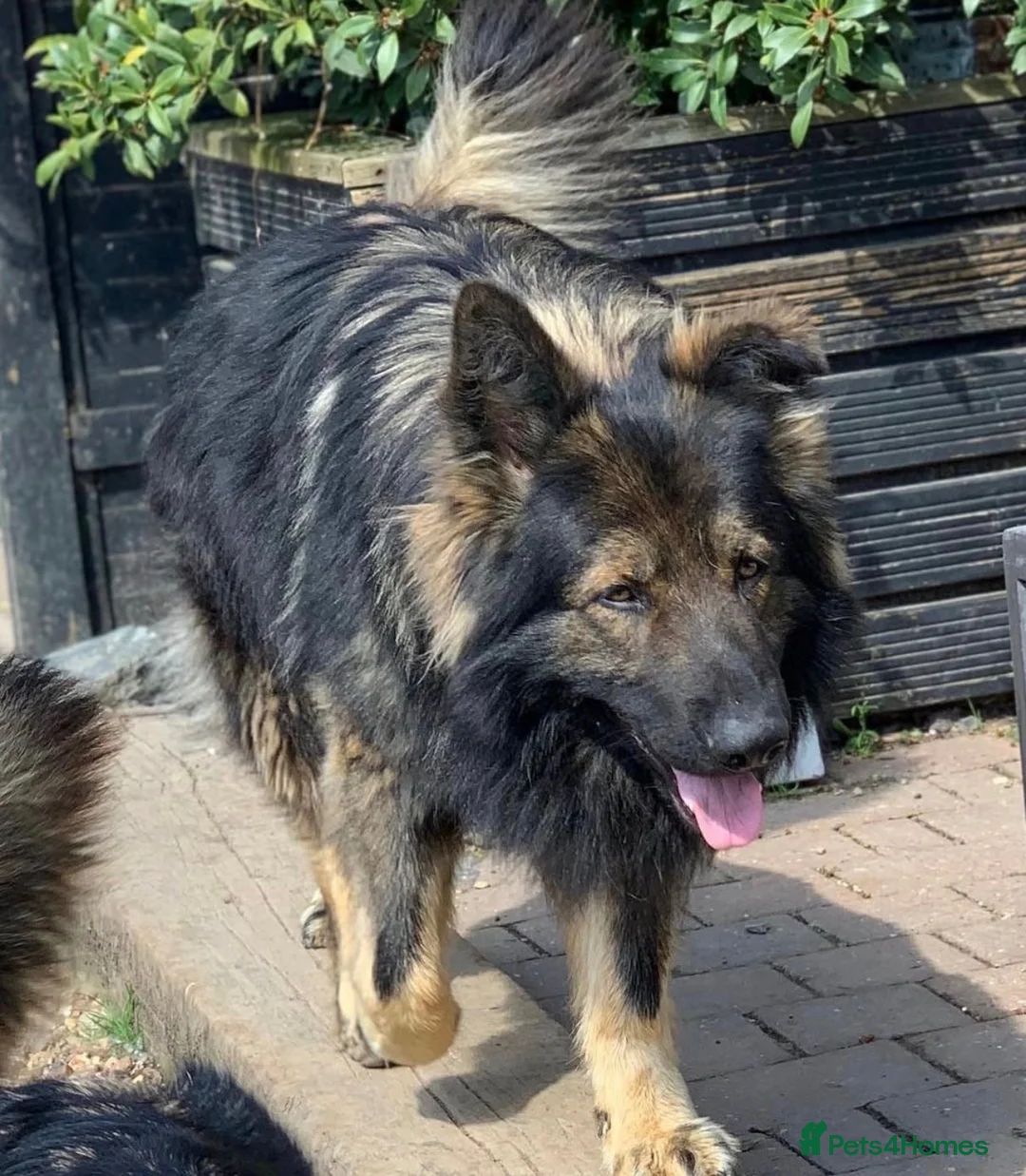 German Shepherd dogs for sale: KC Registered German Shepard Boy 🐾🐾🐾 - Advert 1