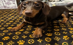 Dachshund dogs for sale: Female 6 month old Dachshund   - Advert 1