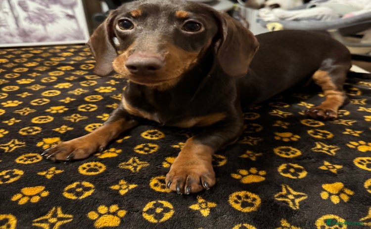 Dachshund dogs Female 6 month old Dachshund   - Advert 2