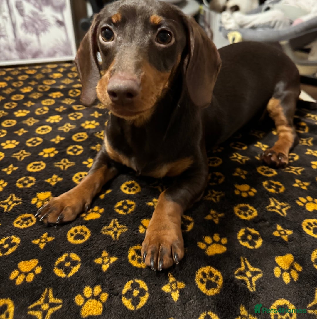 Dachshund dogs for sale: Female 6 month old Dachshund   - Advert 1
