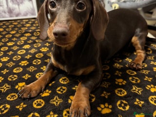 Dachshund dogs for sale: Female 6 month old Dachshund - Advert 1
