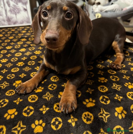 Dachshund dogs Female 6 month old Dachshund - Advert 2