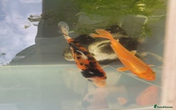 Koi Carp fish for sale: Koi Carp - Image 4