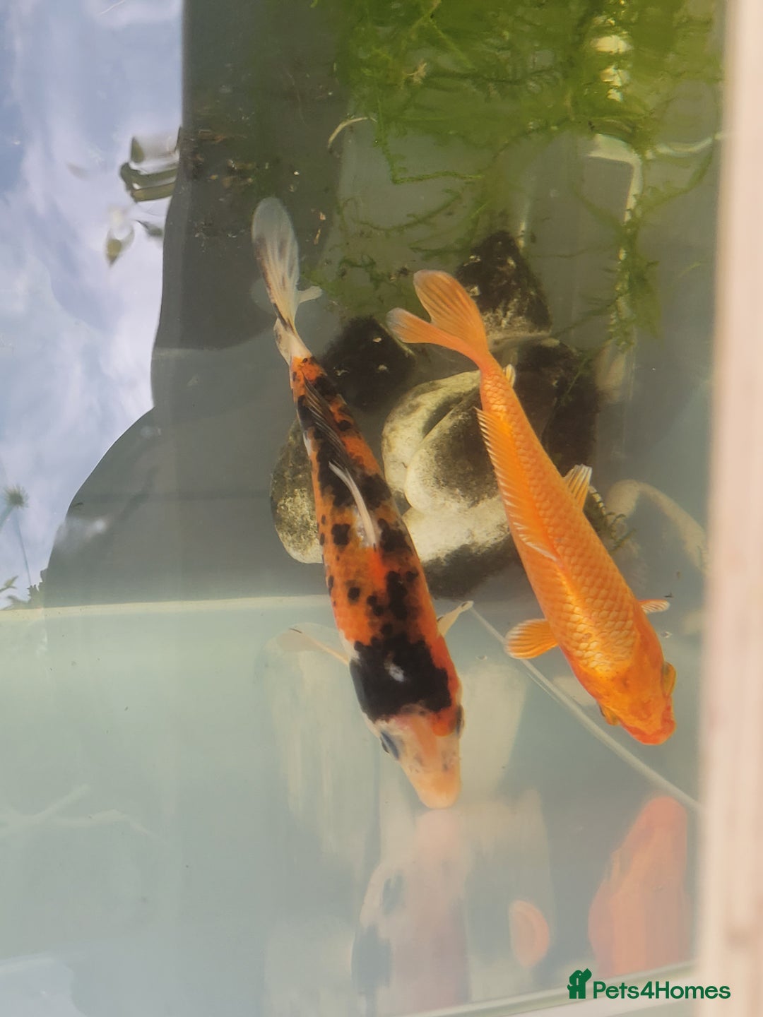 Koi Carp fish for sale: Koi Carp - Image 4