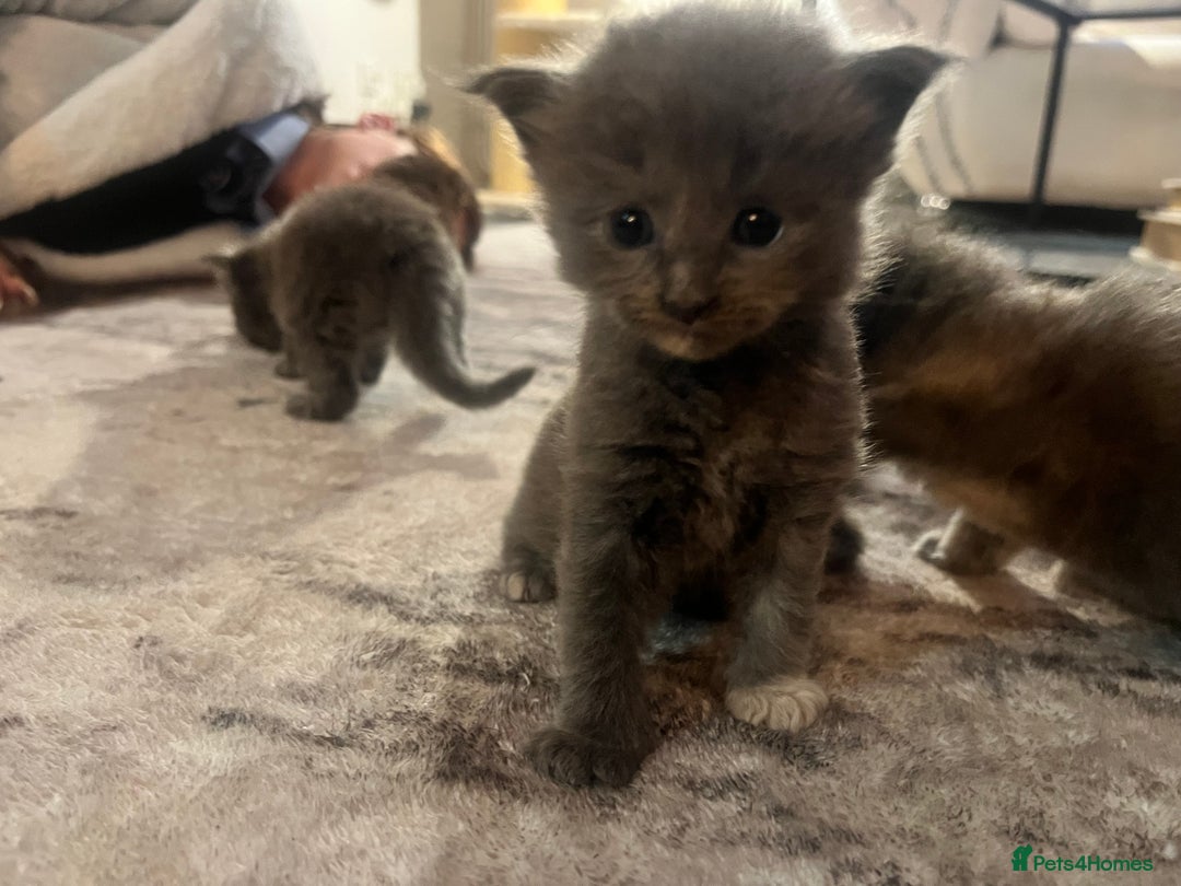 Maine Coon cats for sale: Main coon kittens  - Image 9