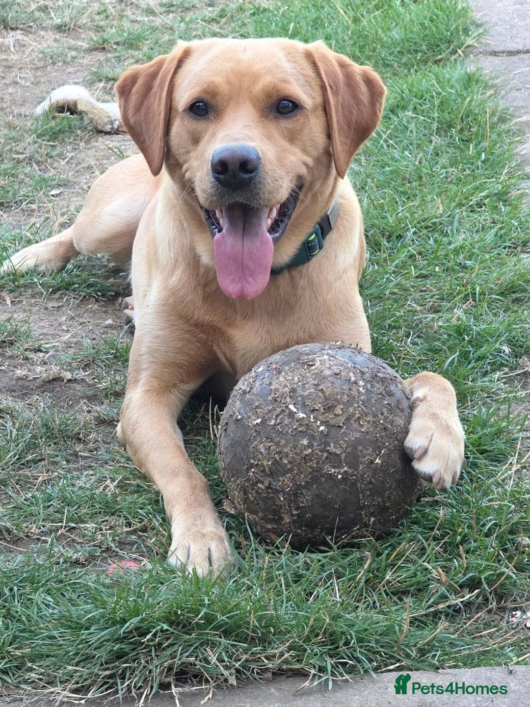 Labrador Retriever dogs for sale: 2 year old kc registered male red labrador  - Advert 2