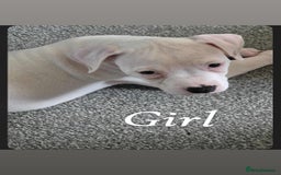 American Bulldog dogs for sale: American bulldog pups - Image 8