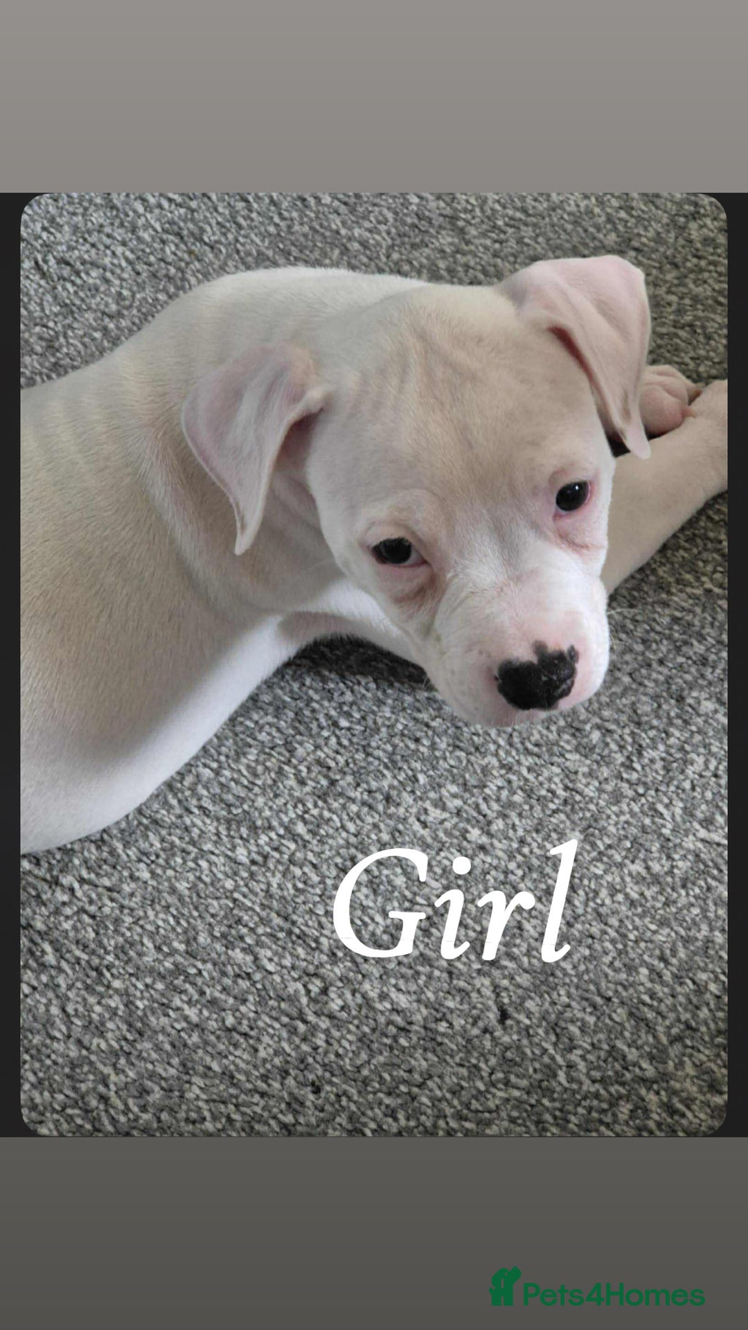American Bulldog dogs for sale: American bulldog pups - Image 8