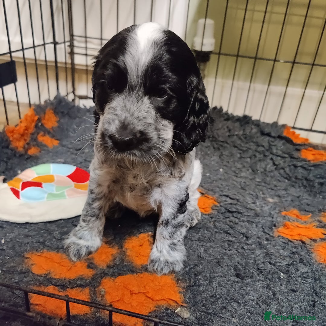 Cocker Spaniel dogs for sale: KC Registered Show Type Cocker Spaniel  - Advert 10