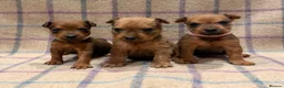 Lakeland Terrier dogs for sale: 6 Red/Red Grizzle Working Lakeland Terriers in Llanwrtyd Wells - Advert 4