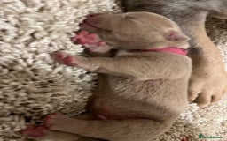 American Bull Staffy dogs for sale: 10 pocket bully - Image 13