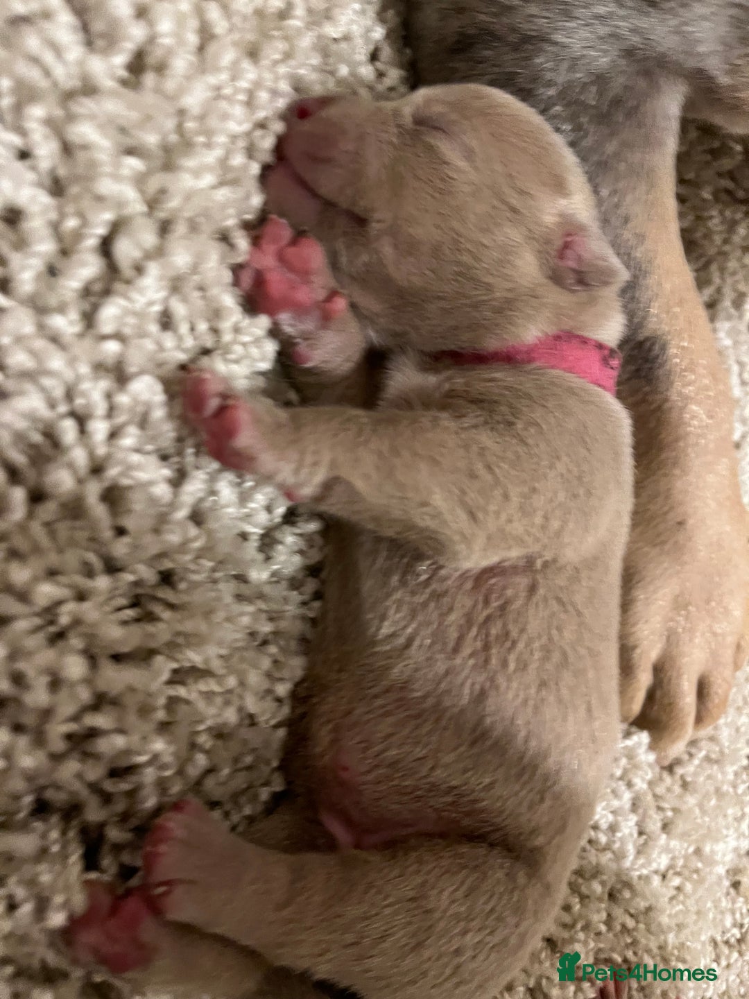 American Bull Staffy dogs for sale: 10 pocket bully - Image 13
