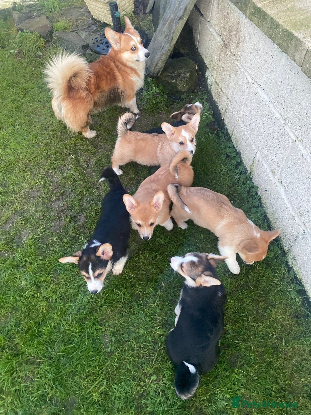 Welsh Corgi Pembroke dogs for sale: 7 Beauitful Corgi Puppies - Advert 14