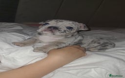 French Bulldog dogs for sale: Beautiful French bulldog girls - Image 4