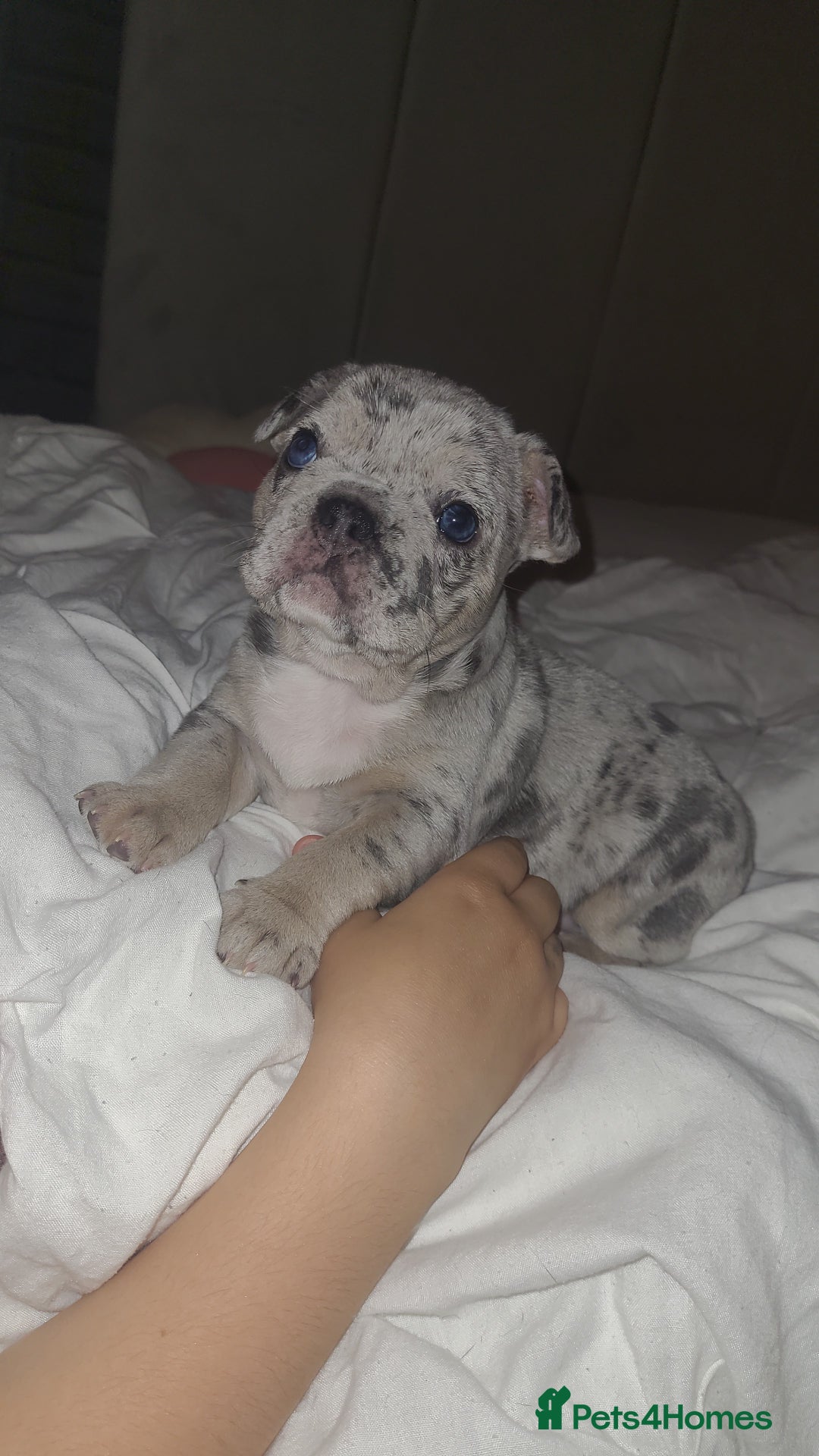 French Bulldog dogs for sale: Beautiful French bulldog girls - Image 4