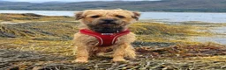 Border Terrier dogs for sale: PEDIGREE BORDER TERRIER PUPPIES - Advert 6