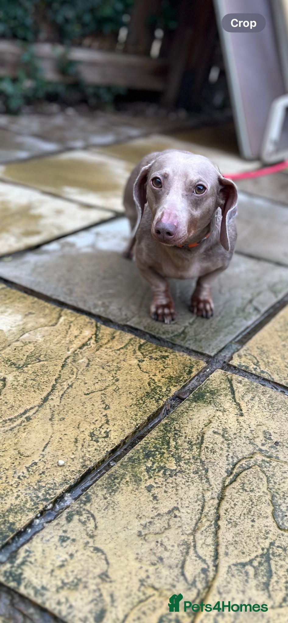 Dachshund dogs 3 yr oldmale dadchund  - Advert 9