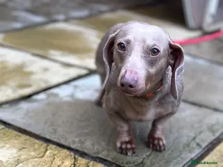 Dachshund dogs 3 yr oldmale dadchund - Advert 9