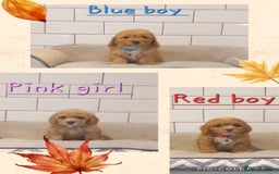 Cavachon dogs for sale: Cavapoochon puppies 💕 - Image 2