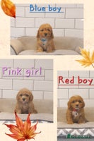 Cavachon dogs - Advert 5