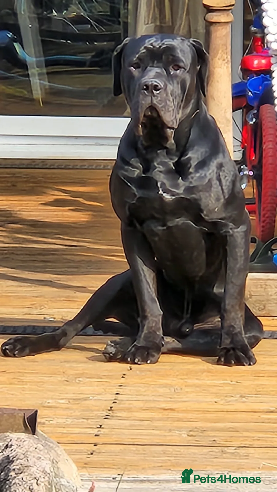 Cane Corso dogs for sale: Champion Blood Line Cane Corso Puppies - Advert 11