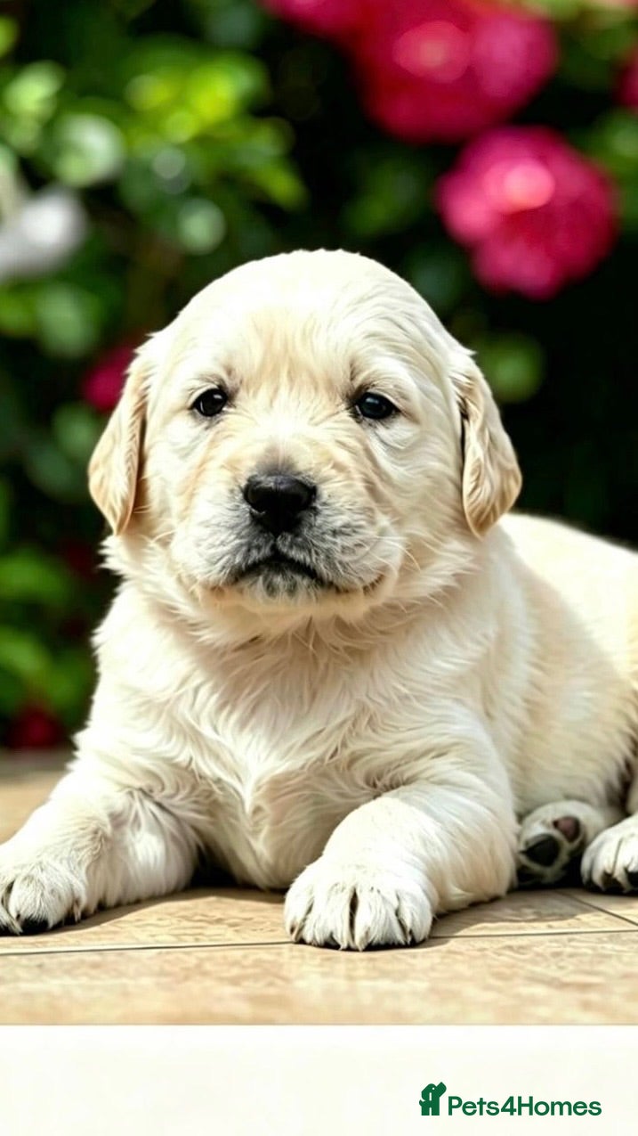 Golden Retriever dogs ⭐️ health tested golden retrievers ⭐️ - Advert 10