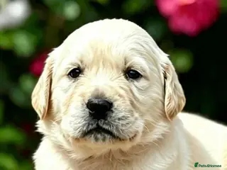 Golden Retriever dogs ⭐️ health tested golden retrievers ⭐️ - Advert 10