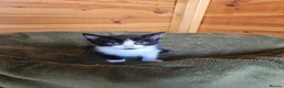 Mixed Breed cats for sale: 2 mixed breeds kittens for sale  - Advert 2