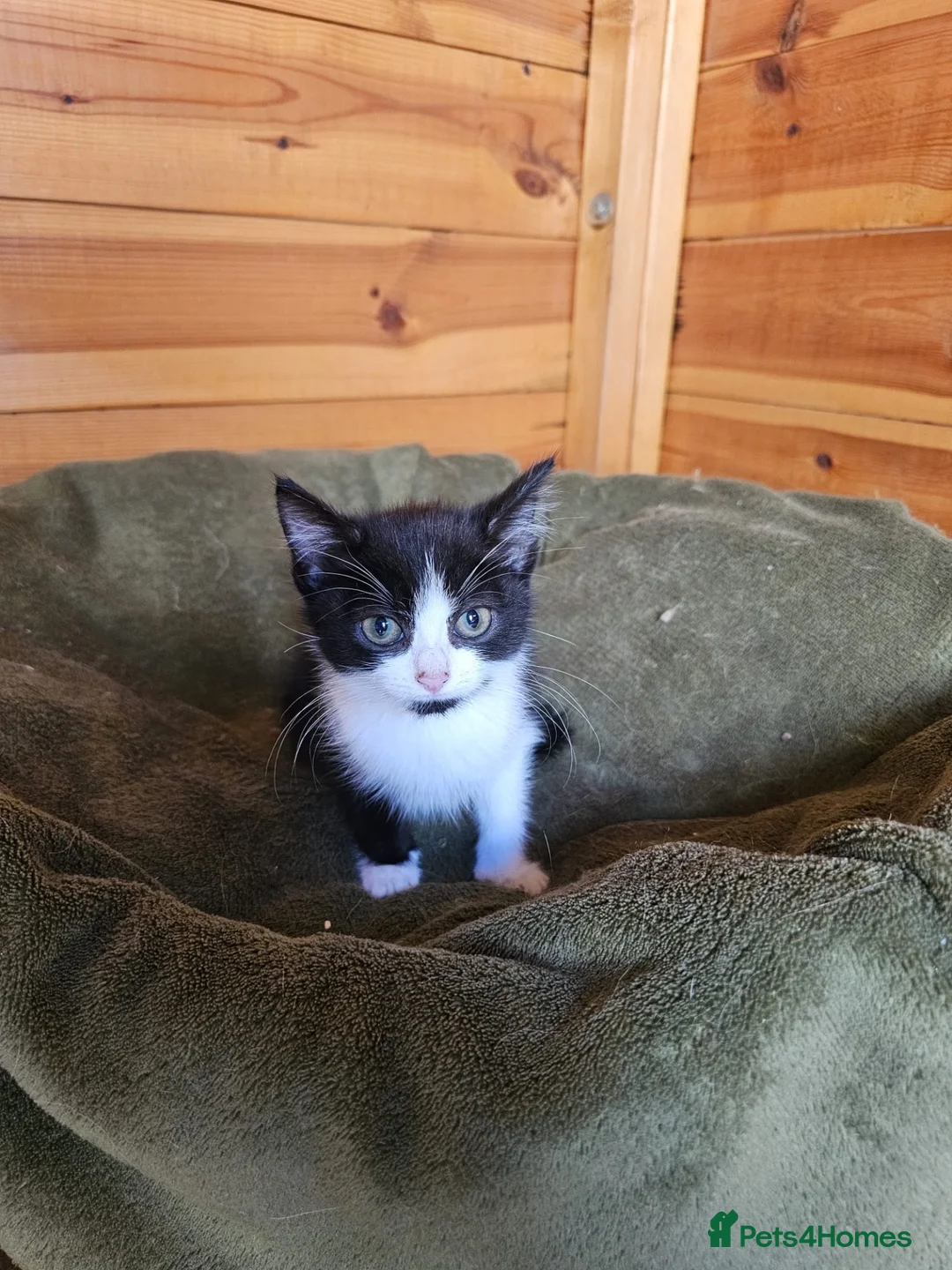 Mixed Breed cats for sale: 2 mixed breeds kittens for sale  - Advert 2