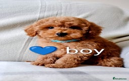 Toy Poodle dogs for sale: Tiny Toy Poodle - Image 7