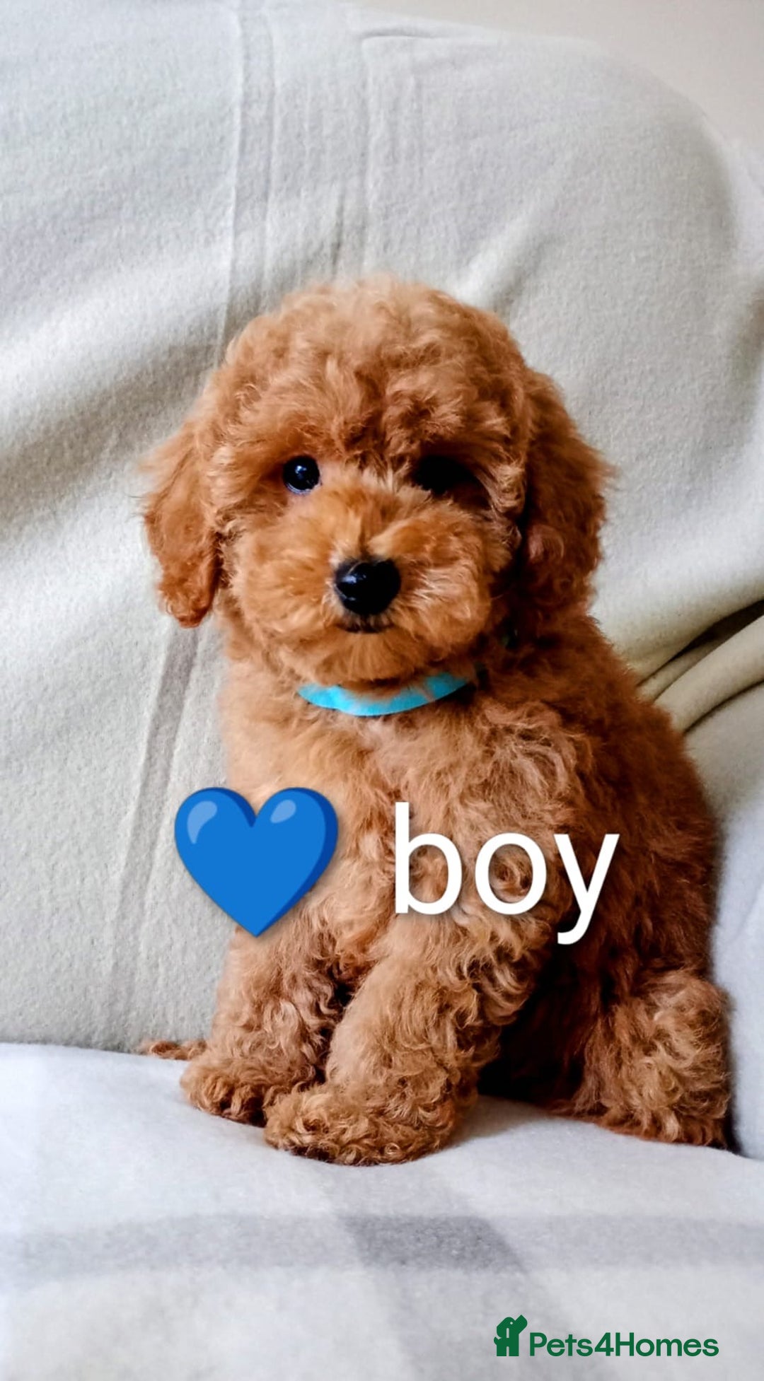 Toy Poodle dogs for sale: Tiny Toy Poodle - Image 7