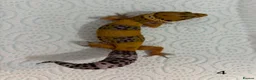 Leopard Gecko reptiles for sale: Baby leopard geckos £40 to £60 - Advert 7