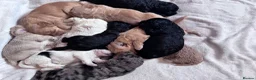 Cockapoo dogs for sale: Superb F1 Cockapoos in Aberdeen - Advert 25