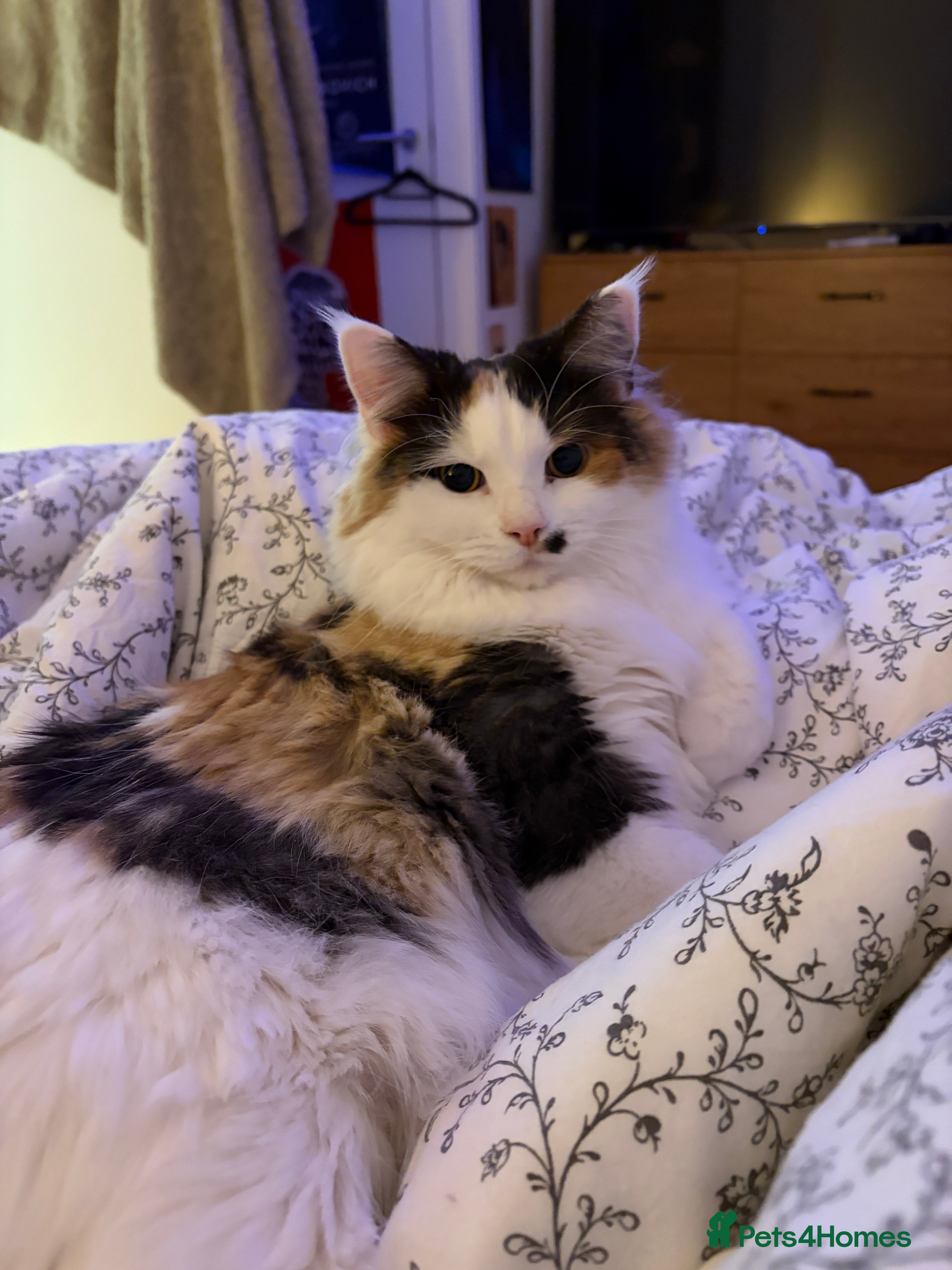 Mixed Breed cats Tiff - mixed breed - Advert 1