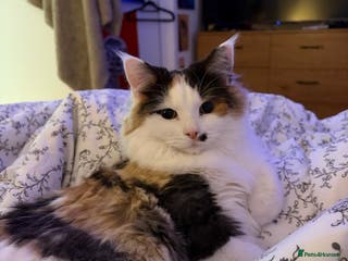 Mixed Breed cats Tiff - mixed breed - Advert 1