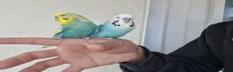 Budgerigars birds for sale: Super silly hand tamed Budgies  - Advert 1