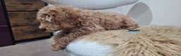 Cockapoo dogs for sale: Beautiful cockapoo girl pup - Advert 6