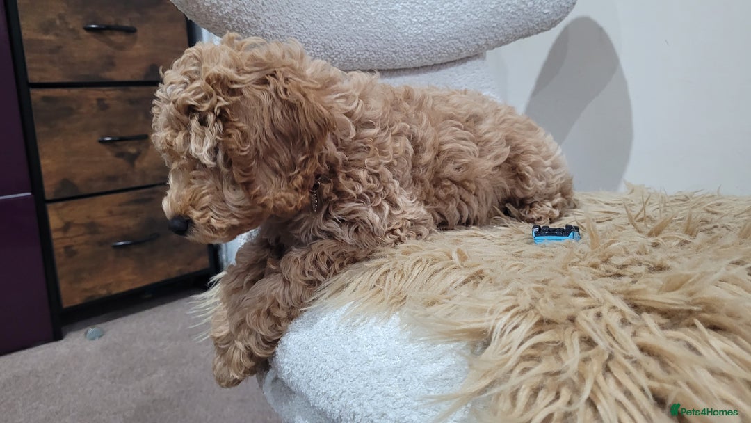 Cockapoo dogs for sale: Beautiful cockapoo girl pup - Advert 6